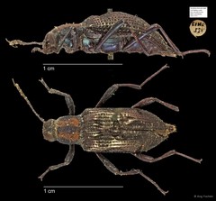 Tenebrionidae sp. "AYC 237"•&copy; Ang Yuchen•All Rights Reserved