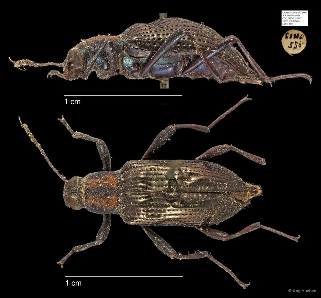 Tenebrionidae sp. "AYC 237"•&copy; Ang Yuchen•All Rights Reserved
