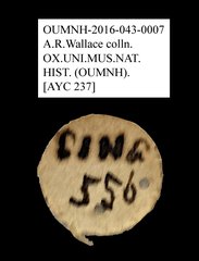 Tenebrionidae sp. "AYC 237"•All Rights ReservedMuseum Label