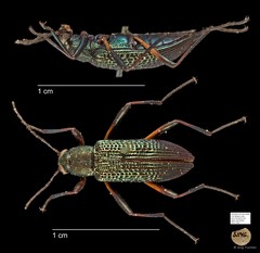 Tenebrionidae sp. "AYC 238"•&copy; Ang Yuchen•All Rights Reserved