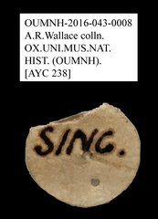 Tenebrionidae sp. "AYC 238"•All Rights ReservedMuseum Label