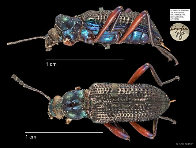 Tenebrionidae sp. "AYC 239"•&copy; Ang Yuchen•All Rights Reserved