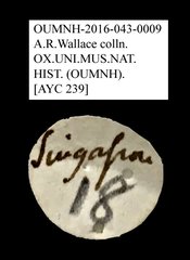 Tenebrionidae sp. "AYC 239"•All Rights ReservedMuseum Label