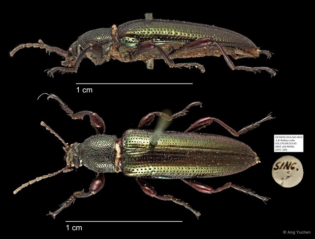 Tenebrionidae sp. "AYC 240"•&copy; Ang Yuchen•All Rights Reserved