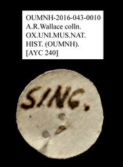 Tenebrionidae sp. "AYC 240"•All Rights ReservedMuseum Label