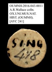 Tenebrionidae sp. "AYC 241"•All Rights ReservedMuseum Label