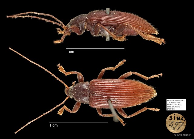 Tenebrionidae sp. "AYC 242"•&copy; Ang Yuchen•All Rights Reserved
