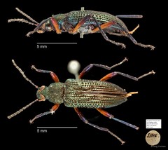 Tenebrionidae sp. "AYC 243"•&copy; Ang Yuchen•All Rights Reserved