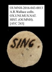 Tenebrionidae sp. "AYC 243"•All Rights ReservedMuseum Label