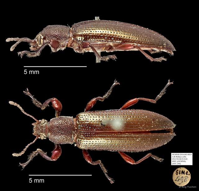 Tenebrionidae sp. "AYC 244"•&copy; Ang Yuchen•All Rights Reserved