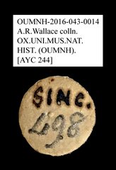 Tenebrionidae sp. "AYC 244"•All Rights ReservedMuseum Label