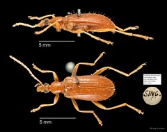 Tenebrionidae sp. "AYC 245"•&copy; Ang Yuchen•All Rights Reserved