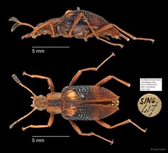 Tenebrionidae sp. "AYC 246"•&copy; Ang Yuchen•All Rights Reserved