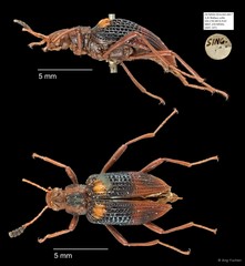 Tenebrionidae sp. "AYC 247"•&copy; Ang Yuchen•All Rights Reserved