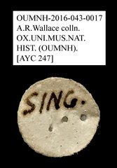Tenebrionidae sp. "AYC 247"•All Rights ReservedMuseum Label