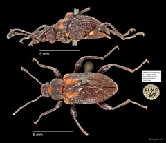 Tenebrionidae sp. "AYC 248"•&copy; Ang Yuchen•All Rights Reserved
