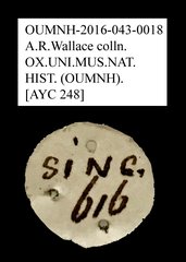 Tenebrionidae sp. "AYC 248"•All Rights ReservedMuseum Label