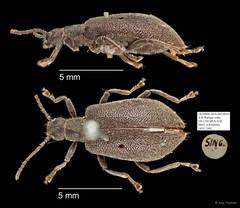Tenebrionidae sp. "AYC 249"•&copy; Ang Yuchen•All Rights Reserved