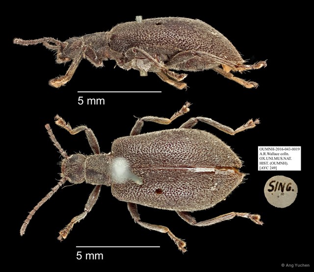 Tenebrionidae sp. "AYC 249"•&copy; Ang Yuchen•All Rights Reserved