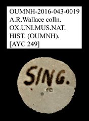 Tenebrionidae sp. "AYC 249"•All Rights ReservedMuseum Label