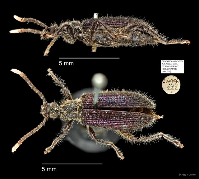 Tenebrionidae sp. "AYC 250"•&copy; Ang Yuchen•All Rights Reserved