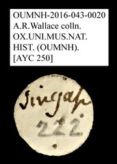 Tenebrionidae sp. "AYC 250"•All Rights ReservedMuseum Label