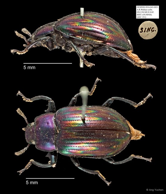 Tenebrionidae sp. "AYC 251"•&copy; Ang Yuchen•All Rights Reserved