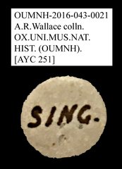Tenebrionidae sp. "AYC 251"•All Rights ReservedMuseum Label