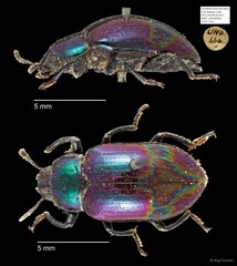 Tenebrionidae sp. "AYC 252"•&copy; Ang Yuchen•All Rights Reserved