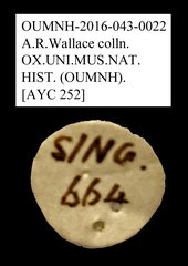 Tenebrionidae sp. "AYC 252"•All Rights ReservedMuseum Label