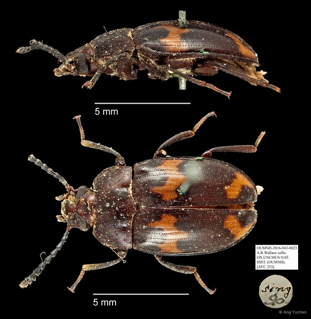 Tenebrionidae sp. "AYC 253"•&copy; Ang Yuchen•All Rights Reserved