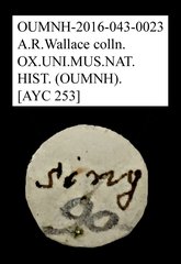 Tenebrionidae sp. "AYC 253"•All Rights ReservedMuseum Label