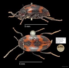 Tenebrionidae sp. "AYC 254"•&copy; Ang Yuchen•All Rights Reserved