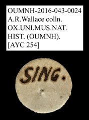 Tenebrionidae sp. "AYC 254"•All Rights ReservedMuseum Label