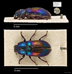 Tenebrionidae sp. "AYC 255"•&copy; Ang Yuchen•All Rights Reserved