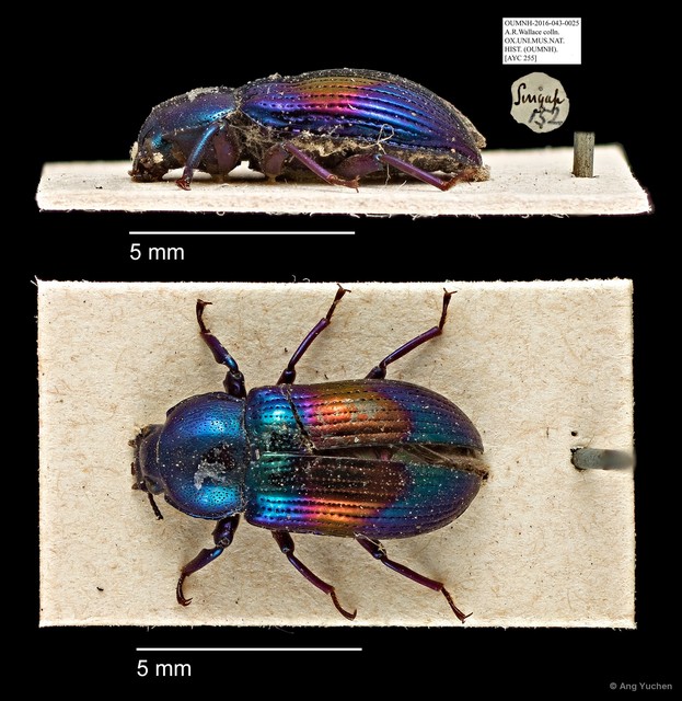 Tenebrionidae sp. "AYC 255"•&copy; Ang Yuchen•All Rights Reserved