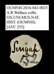 Tenebrionidae sp. "AYC 255"•All Rights ReservedMuseum Label