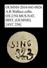 Tenebrionidae sp. "AYC 256"•All Rights ReservedMuseum Label