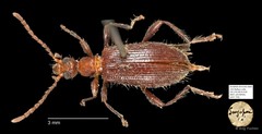 Tenebrionidae sp. "AYC 270"•&copy; Ang Yuchen•All Rights Reserved