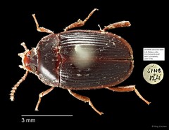 Tenebrionidae sp. "AYC 274"•&copy; Ang Yuchen•All Rights Reserved