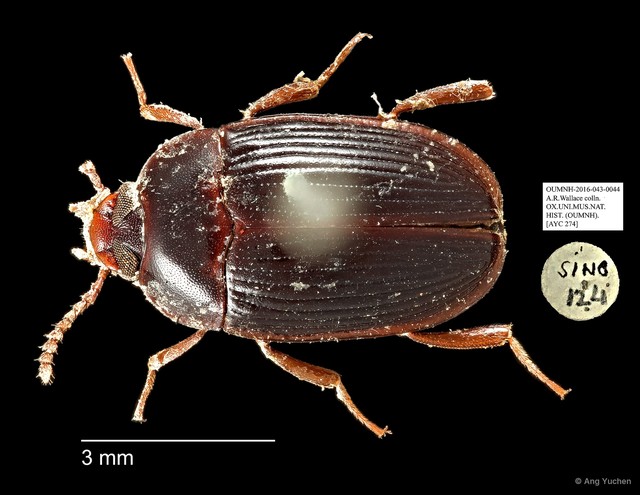 Tenebrionidae sp. "AYC 274"•&copy; Ang Yuchen•All Rights Reserved