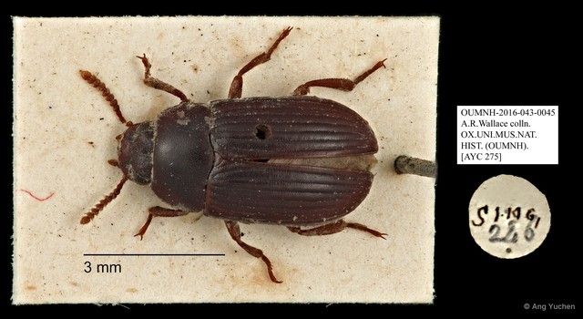 Tenebrionidae sp. "AYC 275"•&copy; Ang Yuchen•All Rights Reserved