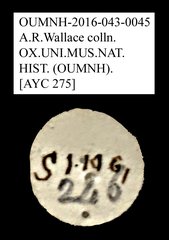 Tenebrionidae sp. "AYC 275"•All Rights ReservedMuseum Label