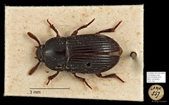 Tenebrionidae sp. "AYC 276"•&copy; Ang Yuchen•All Rights Reserved