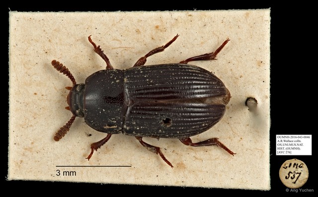 Tenebrionidae sp. "AYC 276"•&copy; Ang Yuchen•All Rights Reserved