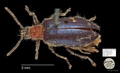Tenebrionidae sp. "AYC 280"•&copy; Ang Yuchen•All Rights Reserved