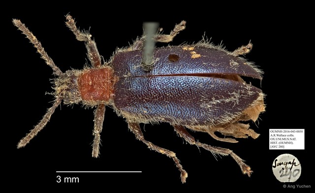 Tenebrionidae sp. "AYC 280"•&copy; Ang Yuchen•All Rights Reserved