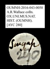 Tenebrionidae sp. "AYC 280"•All Rights ReservedMuseum Label