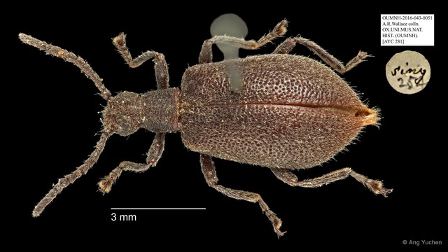 Tenebrionidae sp. "AYC 281"•&copy; Ang Yuchen•All Rights Reserved