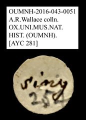 Tenebrionidae sp. "AYC 281"•All Rights ReservedMuseum Label